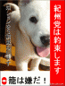 紀州犬が政治を変える・日本を変える