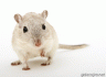 マウスアイキュート画像