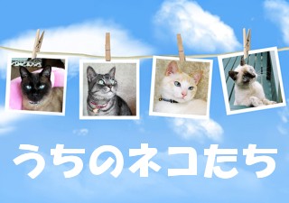 空の写真 - うちのネコたち