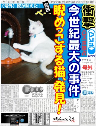スポーツ新聞 - 睨めっこする猫、発見！！