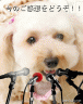 アイドル犬画像