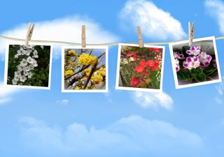 空の写真 - 春の花々