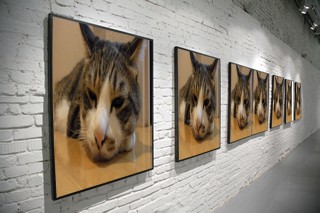 美術館 - 猫いっぱい