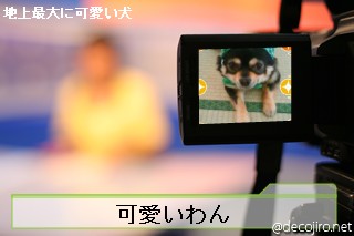 ニュース - ドロボ～(≧∇≦)犬