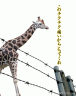 これ本当に痛いんだよｗ