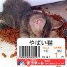やばい猫